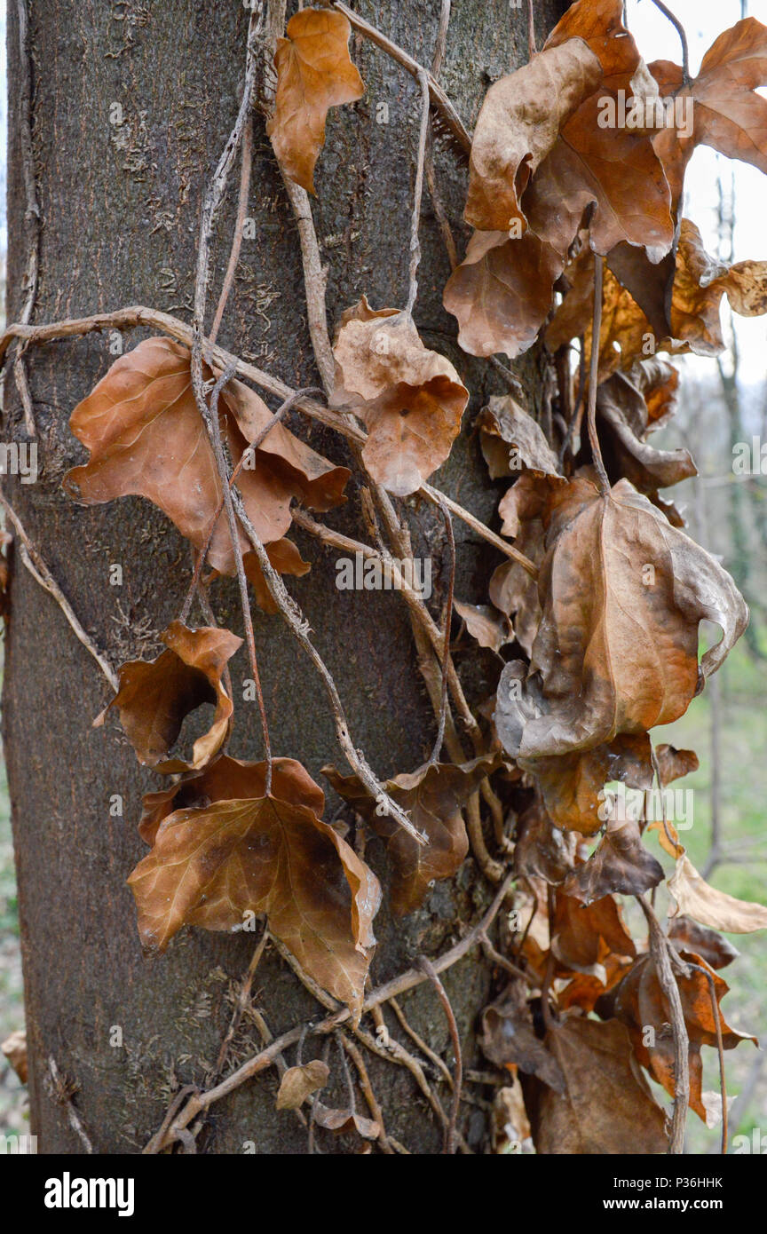 Albero nel parco Foto Stock