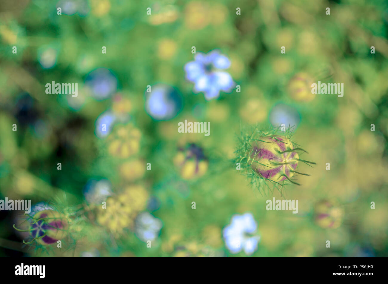 Nigella damascena estate precoce fioritura delle piante con diverse sfumature di blu fiori in aiuola Foto Stock