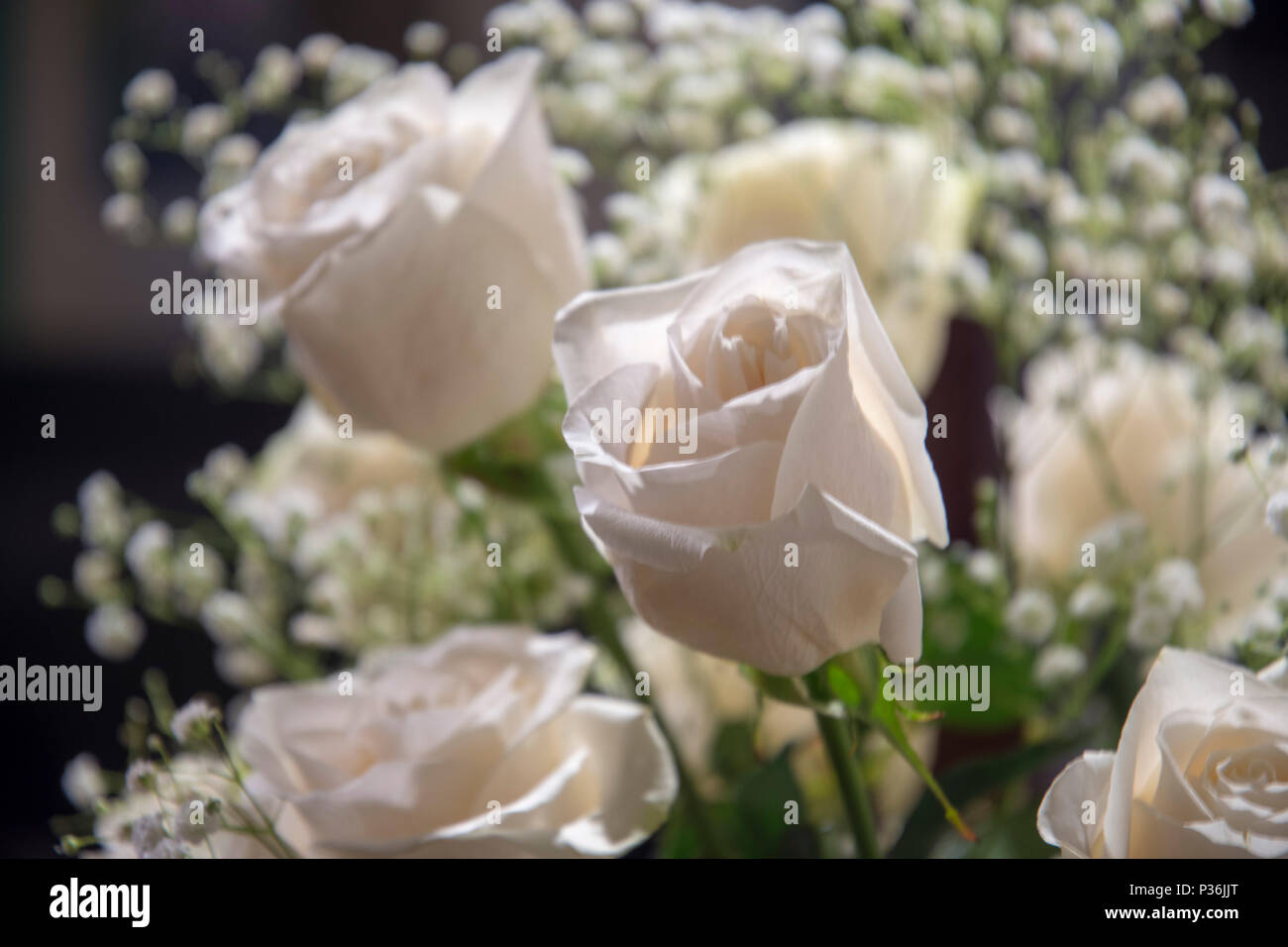 Vista ravvicinata di rose bianche in un letto del bambino fiori di respiro, con sfondo scuro. Foto Stock