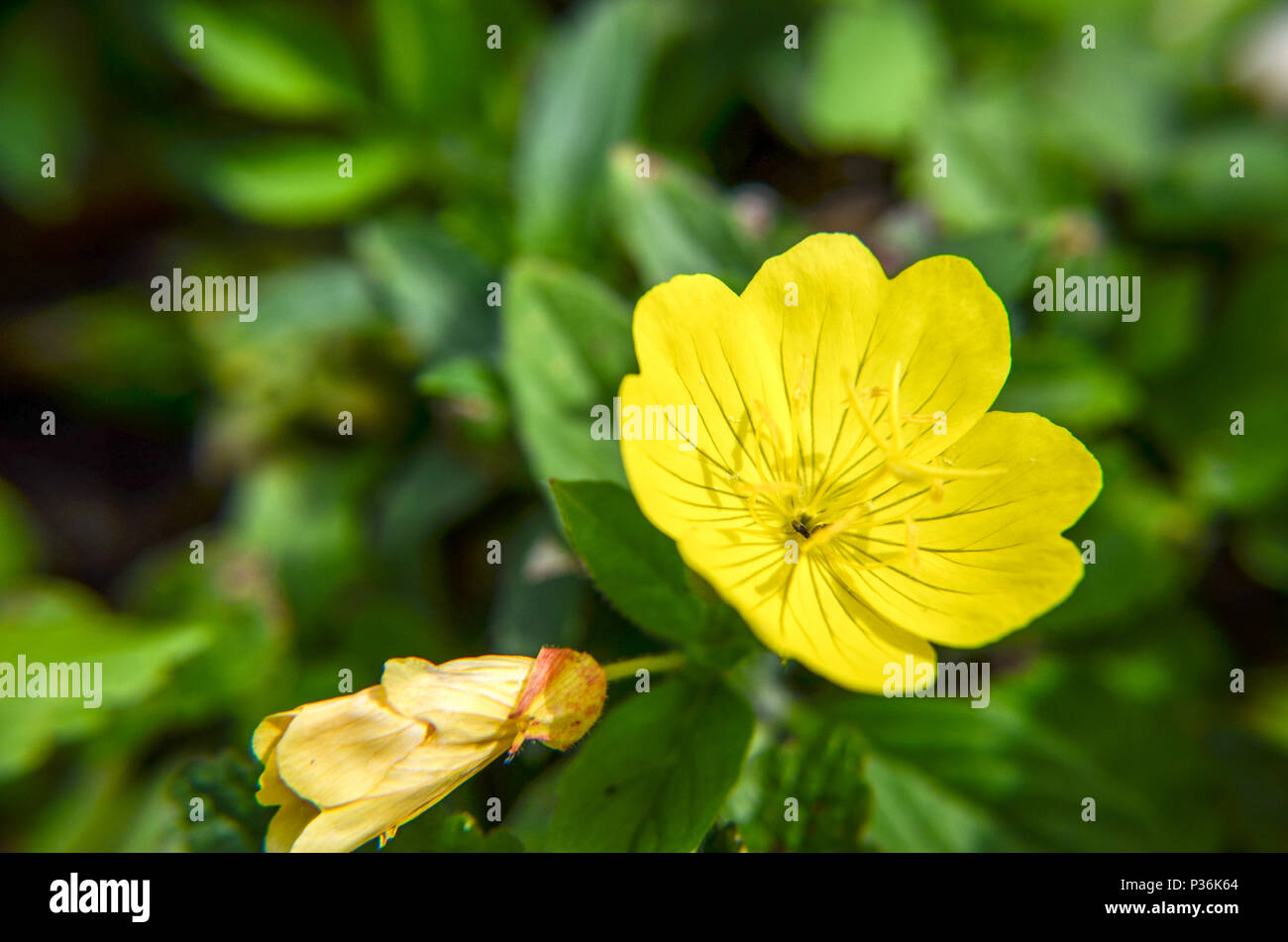 Oenothera biennis serata comune-primrose fiore in estate aiuola Foto Stock
