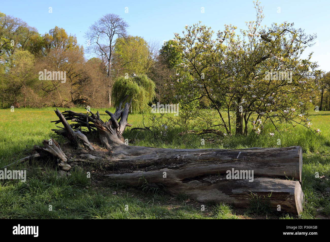 Berlino, Germania, marcio tronco di albero giace su un prato Foto Stock