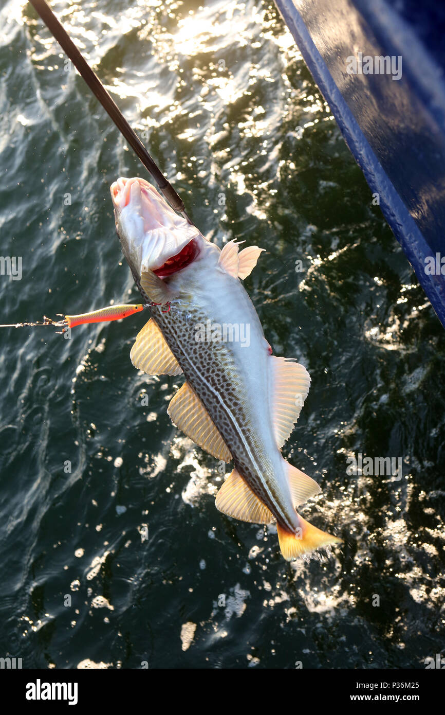 Wismar, Germania, un merluzzo viene catturato nella pesca in mare profondo con un gancio dall'acqua Foto Stock