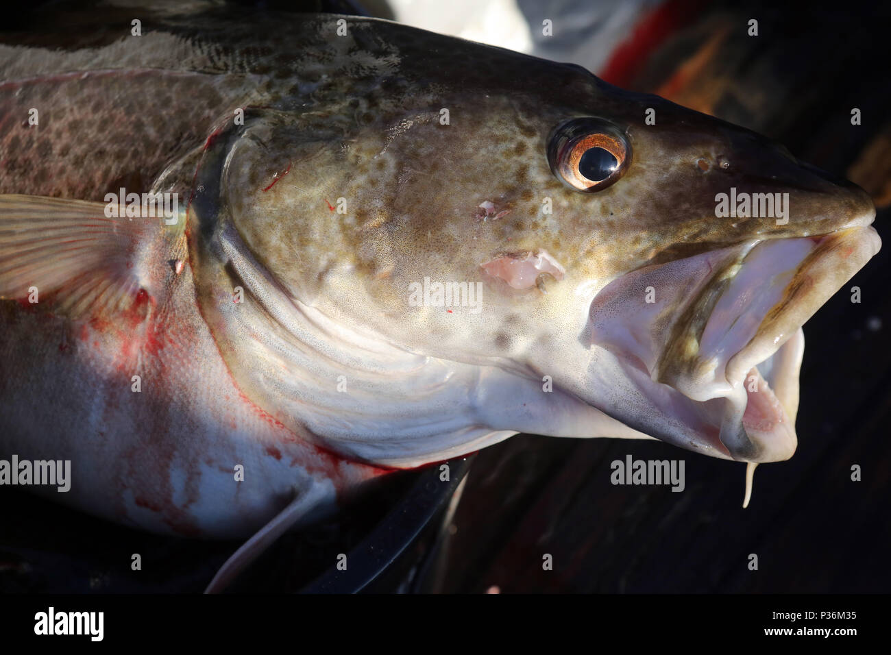 Wismar, Germania, testa di cod Foto Stock