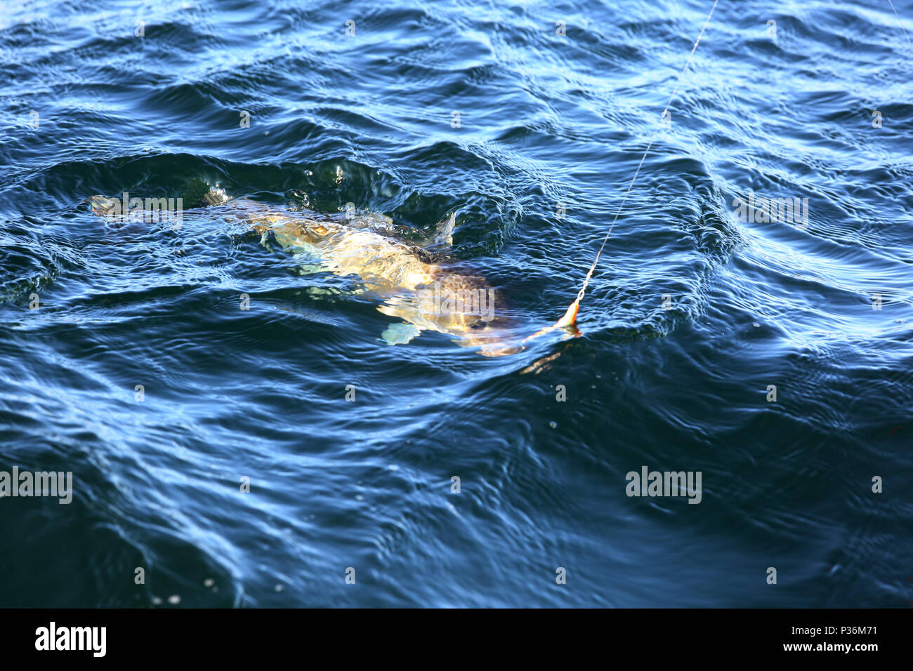 Wismar, Germania, un cod ha picchiato nella pesca in acque profonde Foto Stock