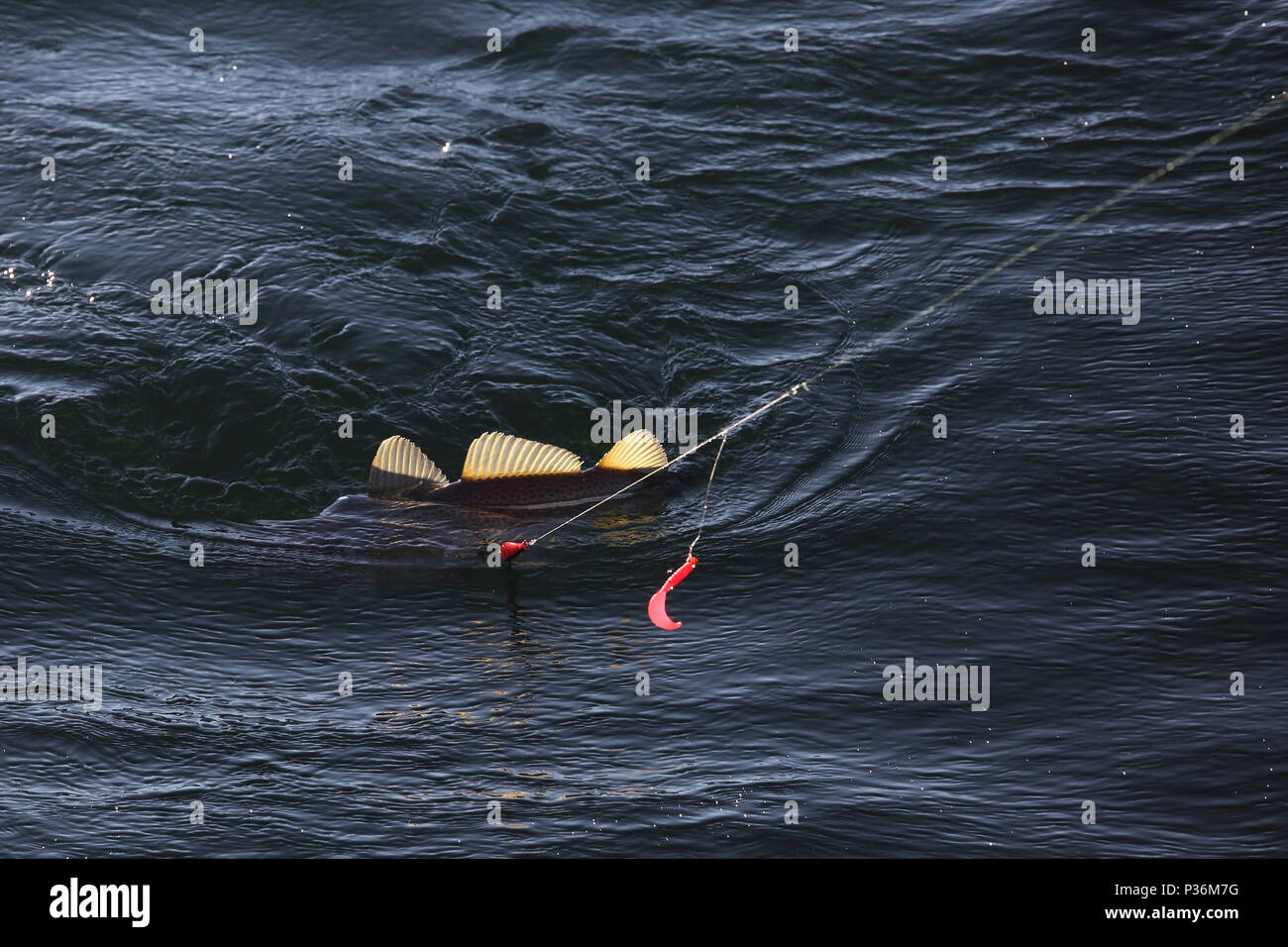 Wismar, Germania, un cod ha picchiato nella pesca in acque profonde Foto Stock