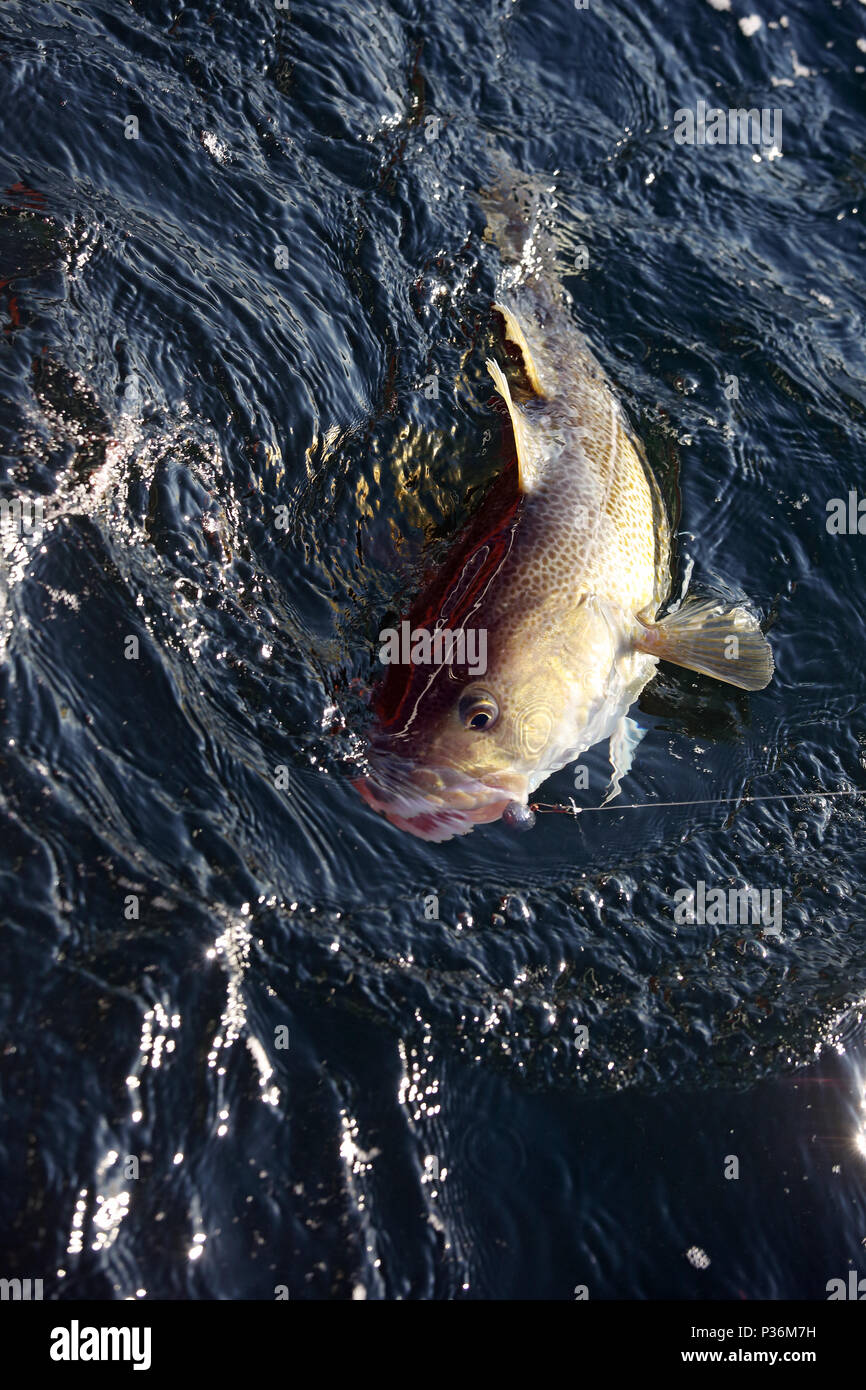 Wismar, Germania, un cod ha picchiato nella pesca in acque profonde Foto Stock