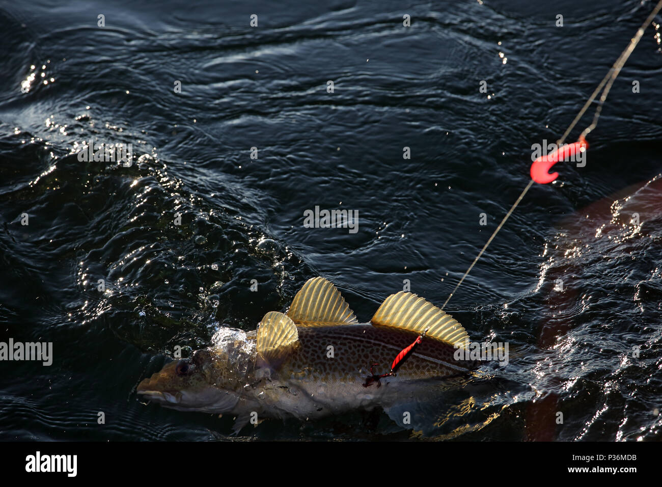 Wismar, Germania, un cod ha picchiato nella pesca in acque profonde Foto Stock