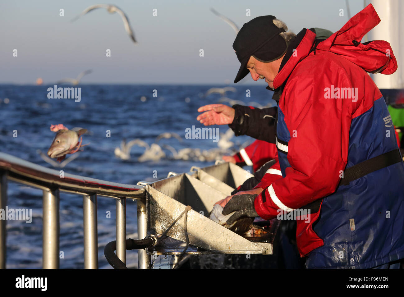 Wismar, Germania, deep-sea pescatore lancia una testa di merluzzo bianco nel Mar Baltico Foto Stock