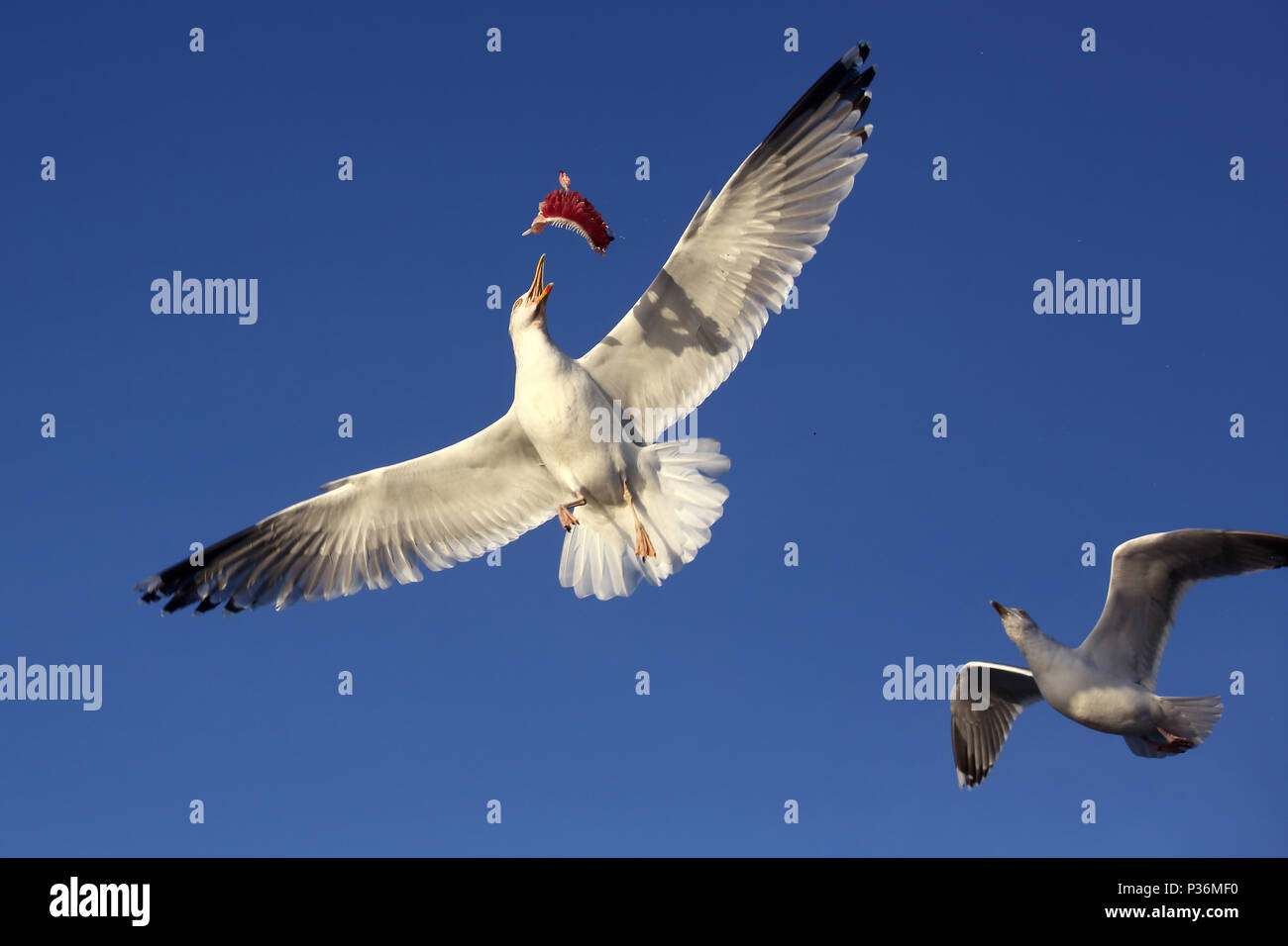 Wismar, Germania, Silbermoewe catturati in volo un pezzo di pesce Foto Stock