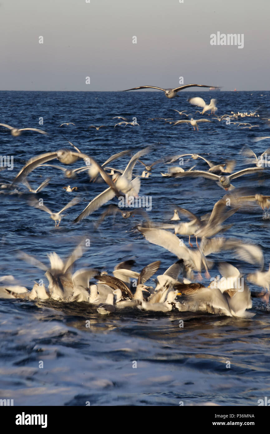 Wismar, Germania, Moewen sul Mar Baltico sui mangimi Foto Stock