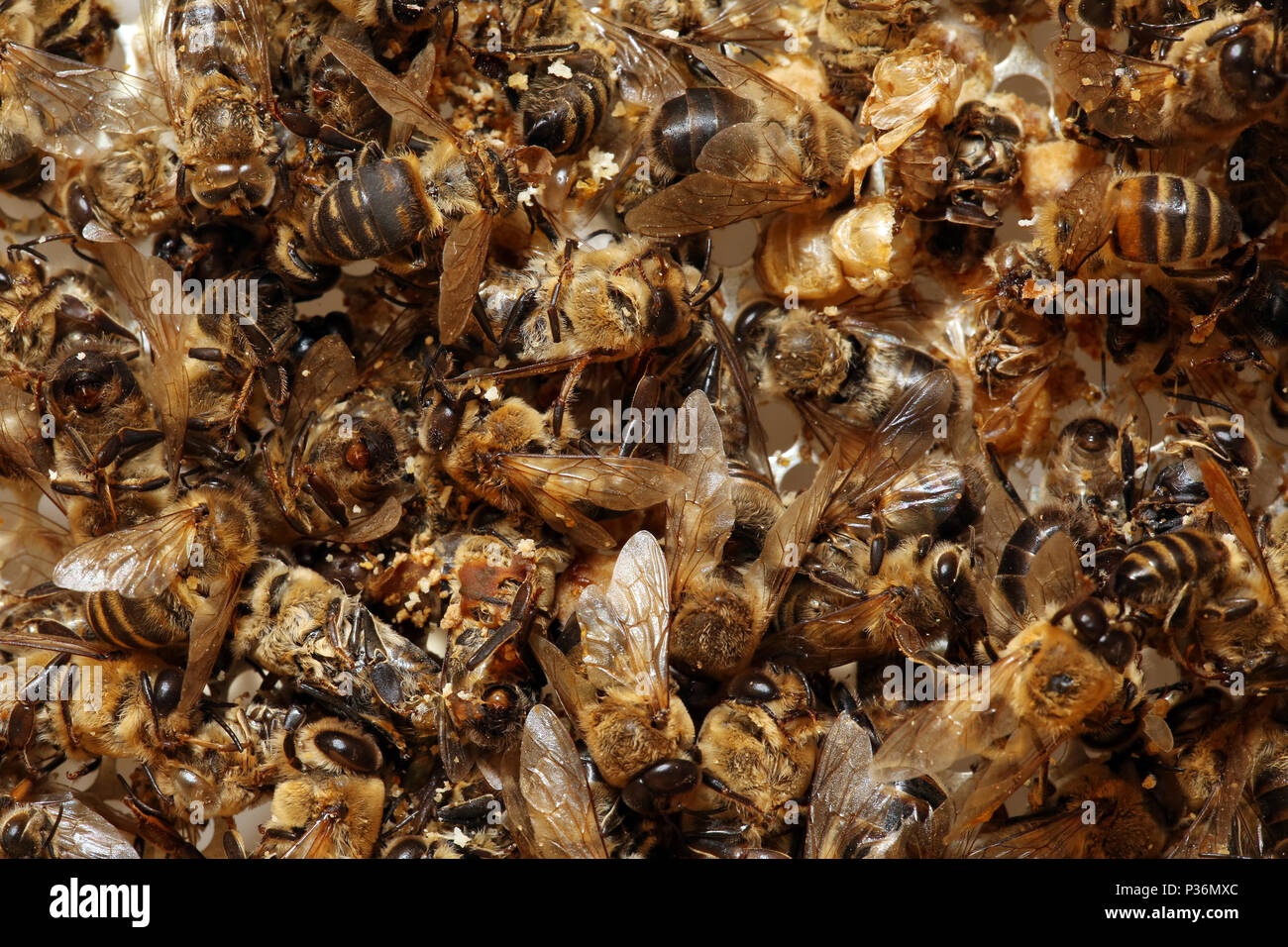 Berlino, Germania, morto il miele api dopo un inverno duro Foto Stock