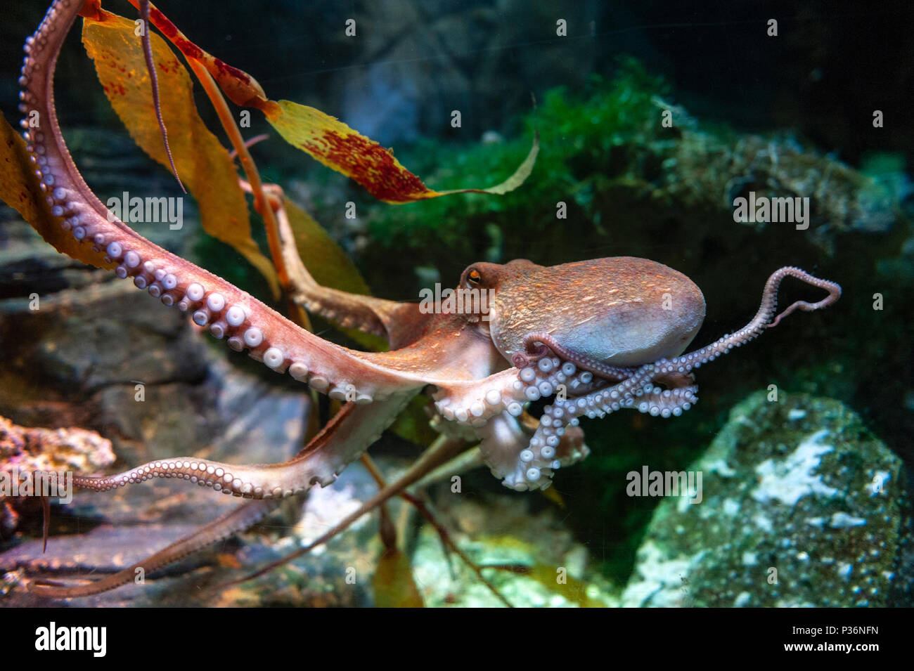 Il polpo (Octopus vulgaris), molluschi raggruppati entro la classe  cefalopodi con calamari, seppie e nautiloidi, in un acquario Foto stock -  Alamy