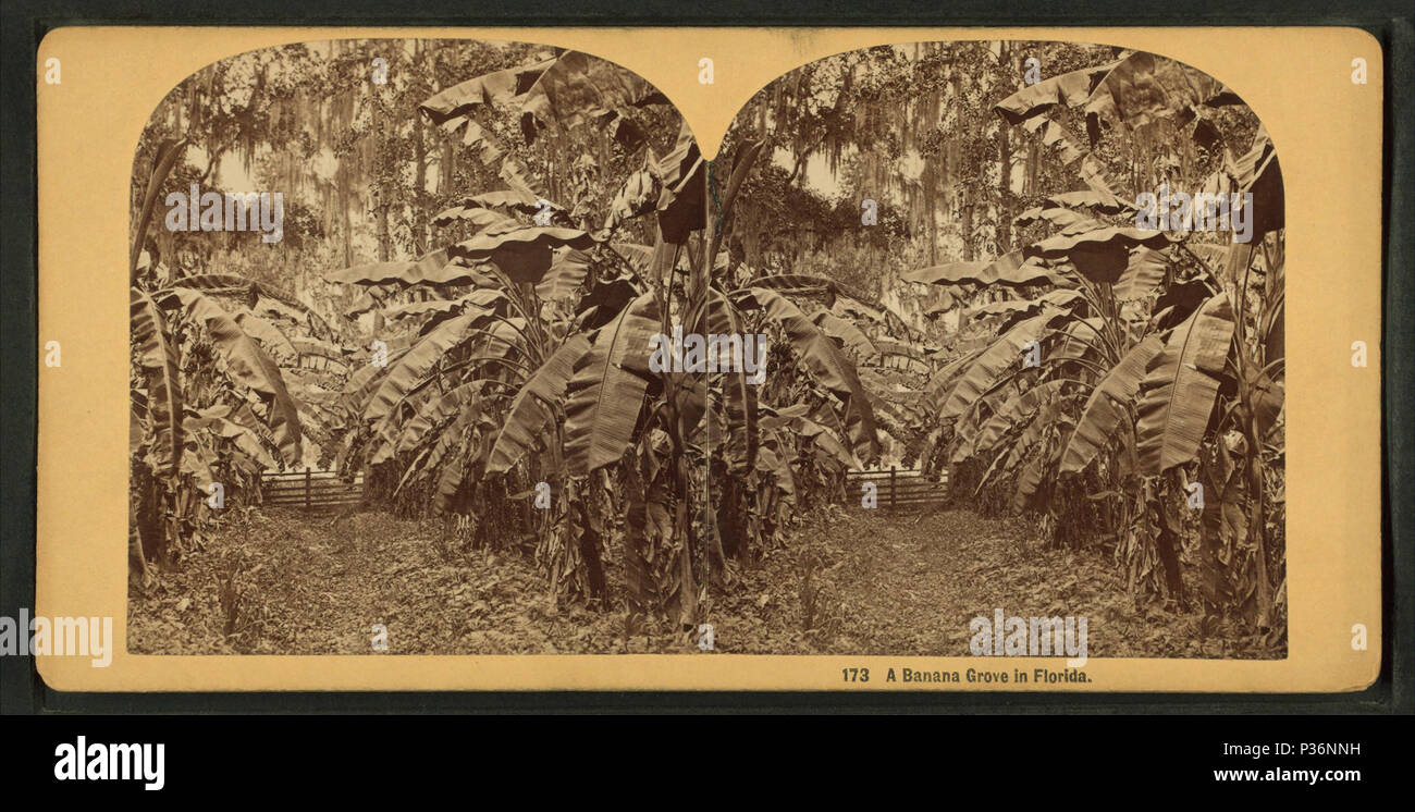 . Una banana grove in Florida. Copertura: 1870?-1910?. Fonte Imprint: 1870?-1910?. Elemento digitale pubblicata 8-11-2006; aggiornato 2-12-2009. 10 una banana grove in Florida, da Bonine, R. (Robert K.) Foto Stock