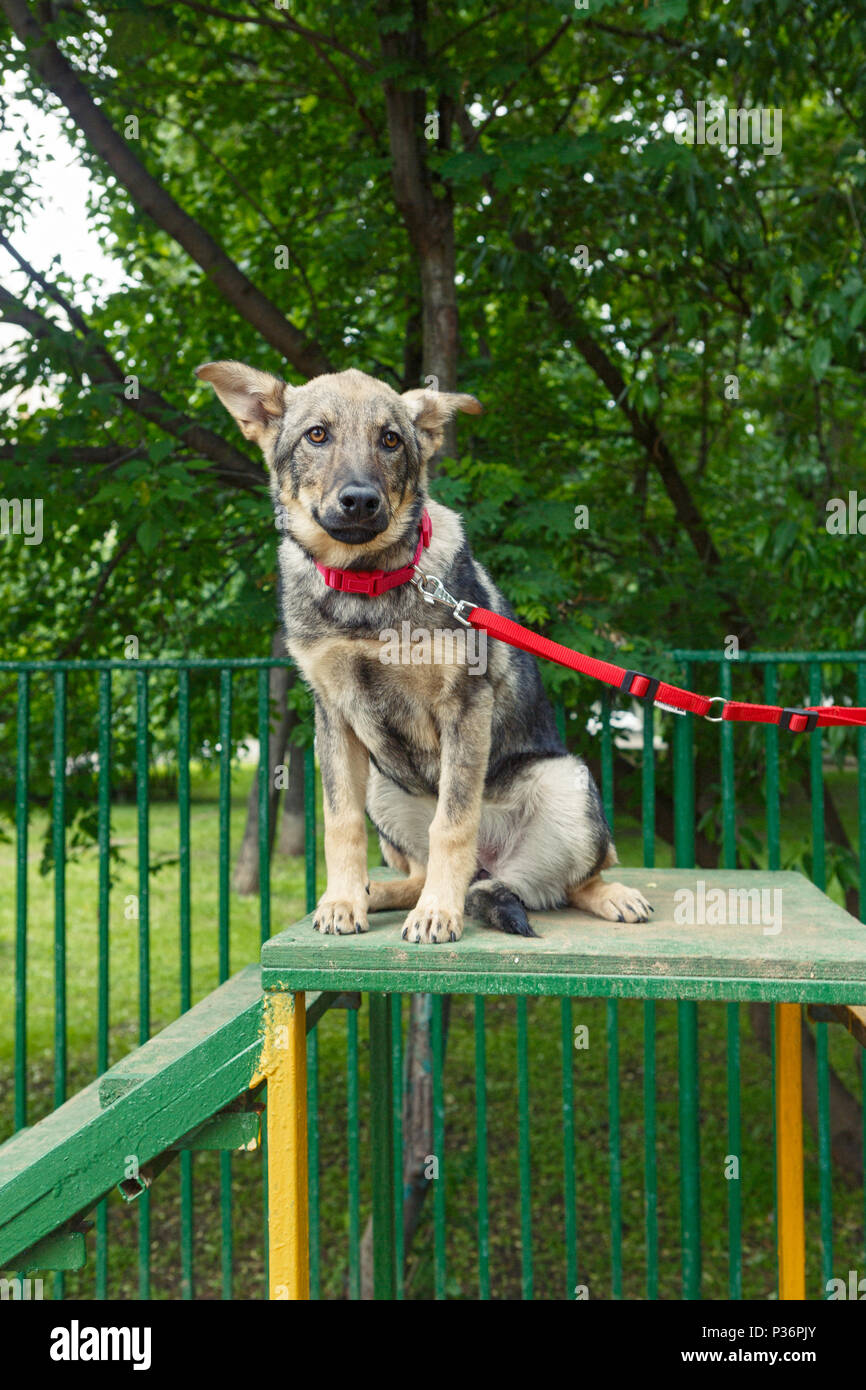 Giovane cucciolo è formato presso il parco giochi di cane Foto Stock