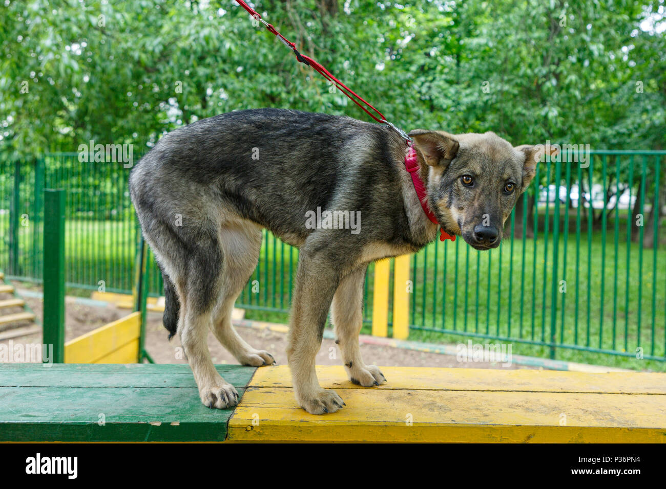 Giovane cucciolo è formato presso il parco giochi di cane Foto Stock