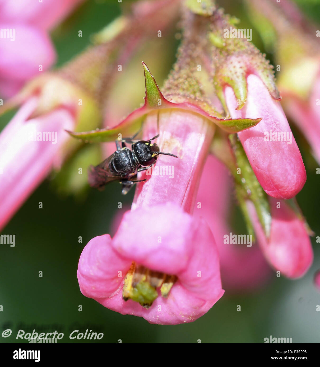 Abeja Pequeñ solitaria di que también se aprovecha del trabajo de los aejorros para poder alimentarse del néctar de las flores de Escalonia. Foto Stock