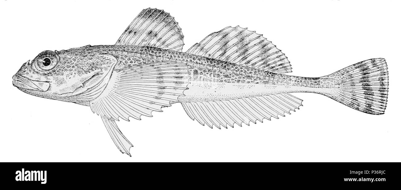 . Gymnocanthus detrisus . 1910. Stati Uniti pesce Commissione 2 Gymnocanthus detrisus Foto Stock