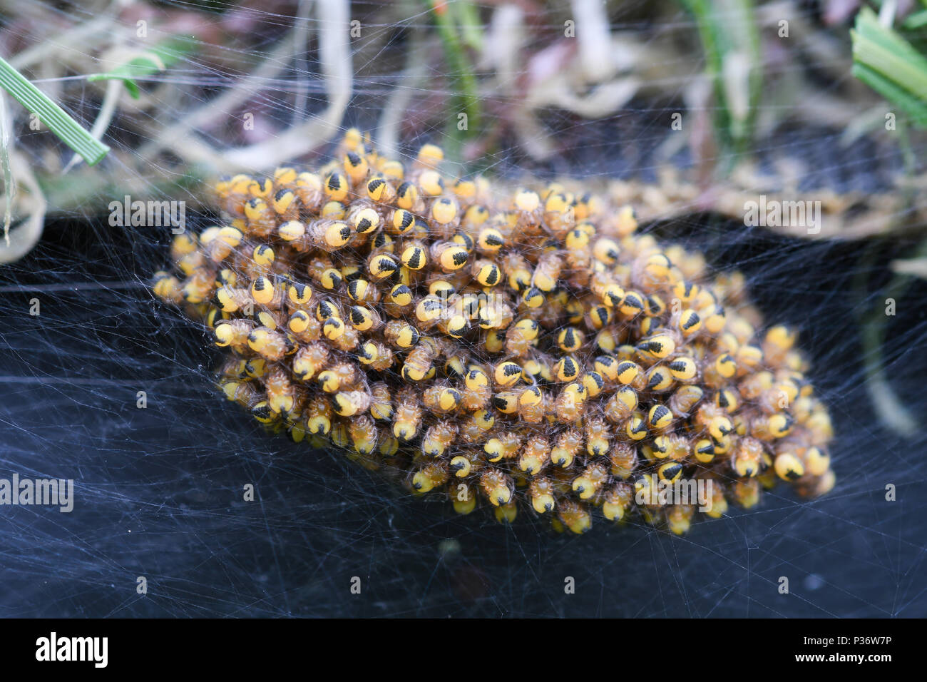 Close-up di un ragno nido pieno di baby ragni Foto Stock