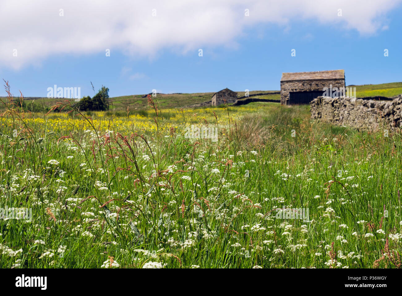 Estate paese di scena con fiori selvaggi prati da fieno e vecchi fienili in campagna. Swaledale superiore Yorkshire Dales National Park North Yorkshire England Regno Unito Foto Stock