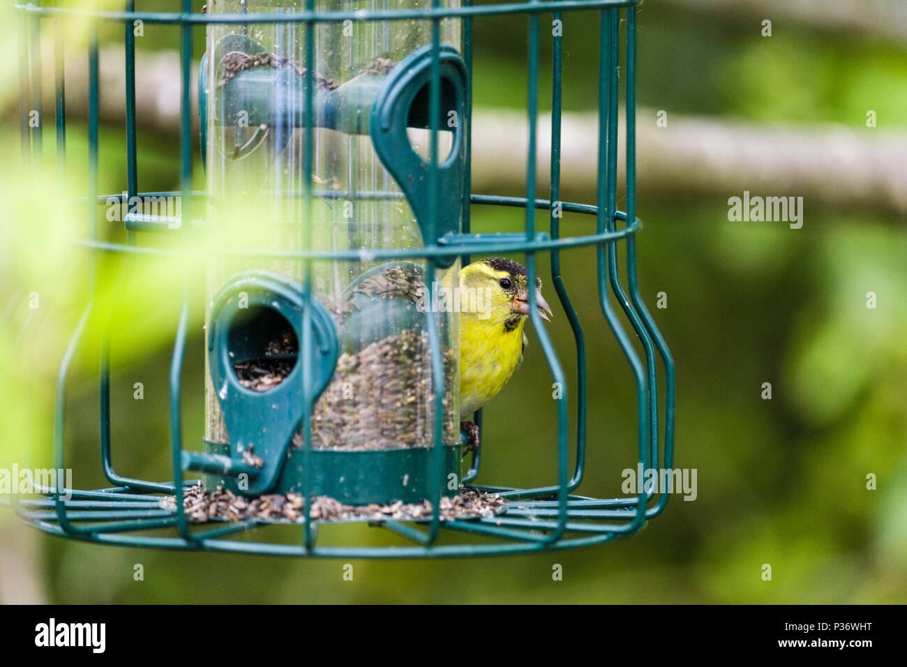 Eurasian Lucherino (Carduelis spinus) maschio finch nella primavera del piumaggio su un giardino bird feeder in una siepe. Il Galles del Nord, Regno Unito, Gran Bretagna Foto Stock