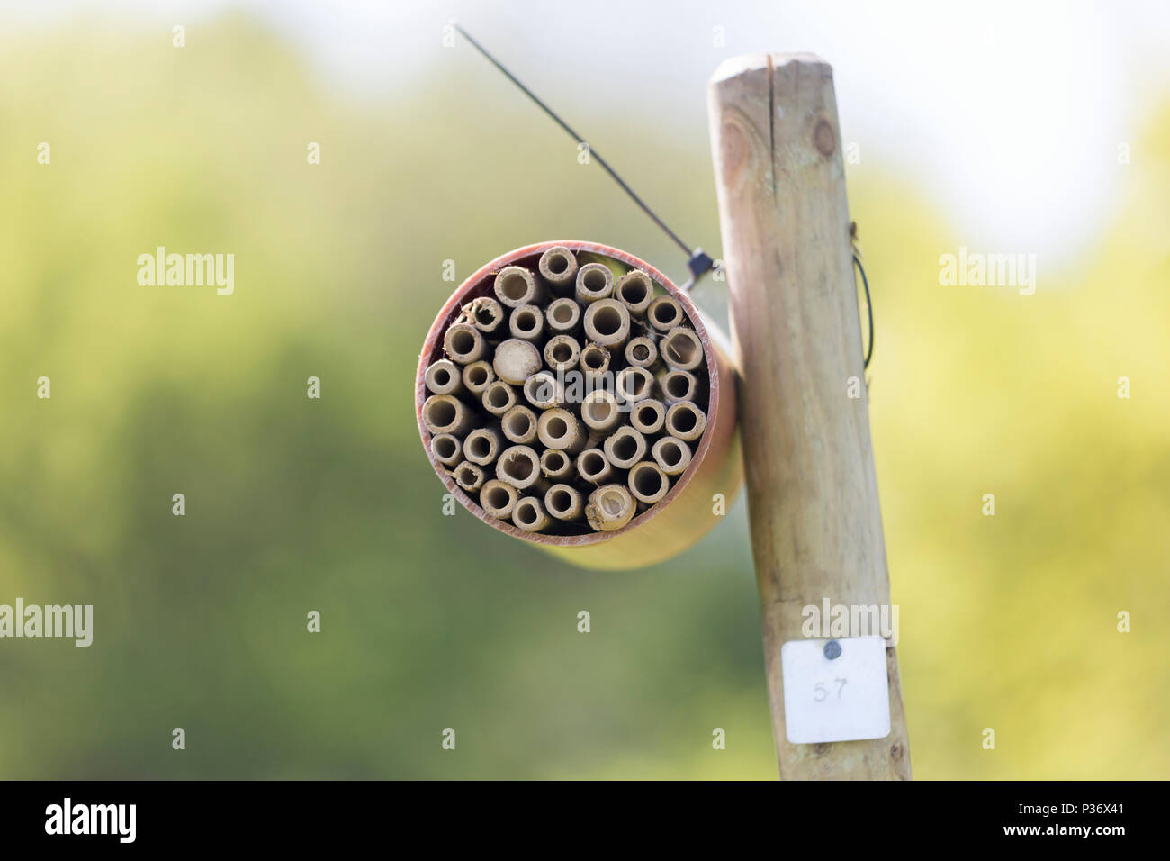 Hotel Bee (bee box) per cavità di nidificazione delle api solitarie, REGNO UNITO Foto Stock