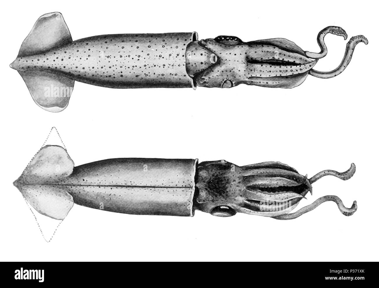 . Abralia astrosticta . 1914. H. V. poveri 1 Abralia astrosticta Foto Stock