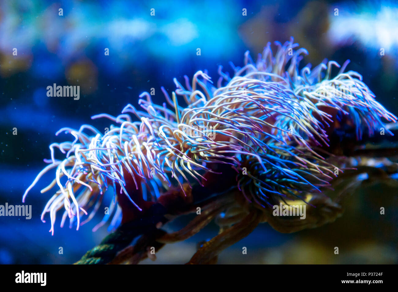 Snakelocks anemone marittimo (Anemonia viridis), un sedentario marine polyps in un gruppo di marine, animali predatori dell'ordine Actiniaria Foto Stock