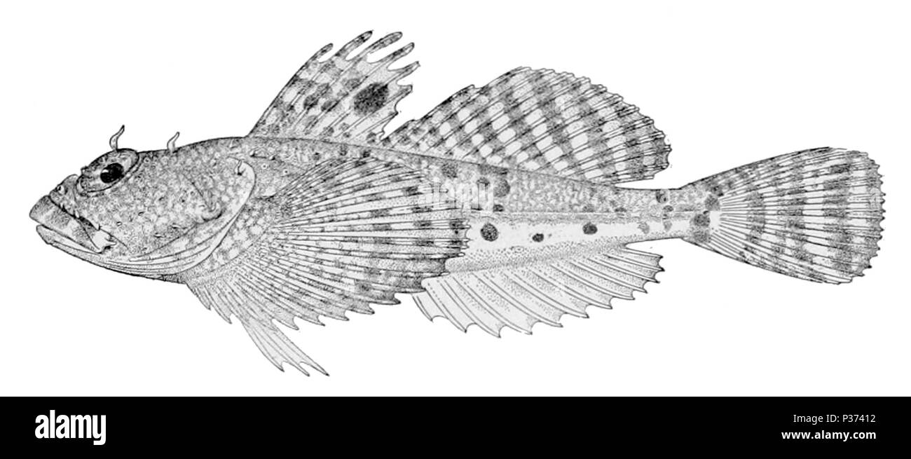 . Artediellus ochotensis . 1910. Stati Uniti Commissione di pesce 1 Artediellus ochotensis Foto Stock