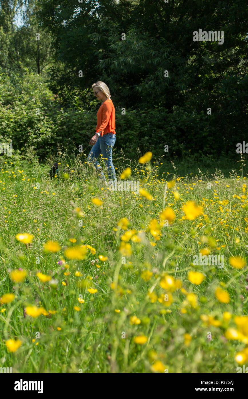 Una donna in una maglietta arancione cammina il suo cane in un parco di Londra contro un campo di renoncules e fiori di colore giallo Foto Stock Una donna in una maglietta arancione cammina il suo cane in un parco di Londra contro un campo di renoncules e fiori di colore giallo Foto Stock