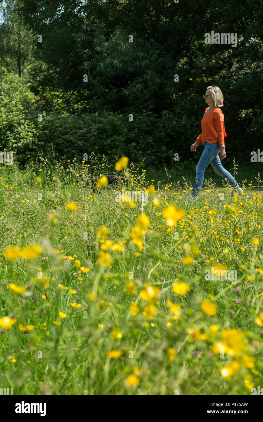 Una donna in una maglietta arancione cammina il suo cane in un parco di Londra contro un campo di renoncules e fiori di colore giallo Foto Stock Una donna in una maglietta arancione cammina il suo cane in un parco di Londra contro un campo di renoncules e fiori di colore giallo Foto Stock