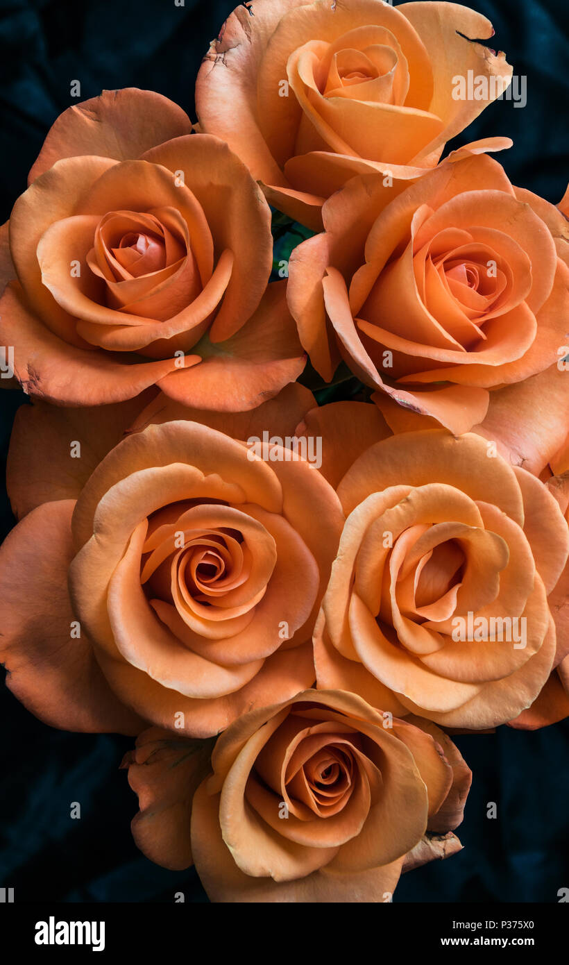 Orange rose contro uno sfondo nero, visto dal di sopra Foto Stock