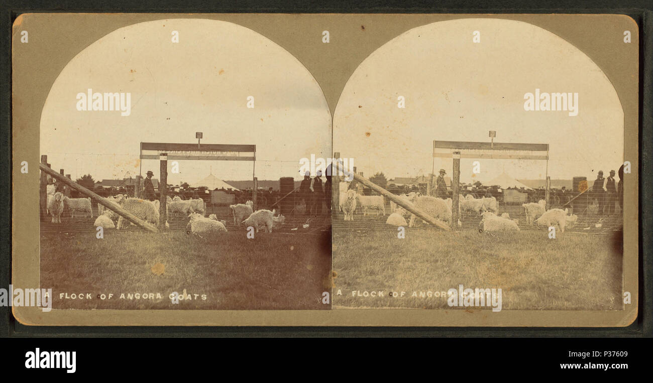 . Un gregge di capre angora. Copertura: 1869?-1880?. Elemento digitale pubblicata 8-31-2005; aggiornato 2-12-2009. 10 Un gregge di capre angora, da E. F. Locke Foto Stock
