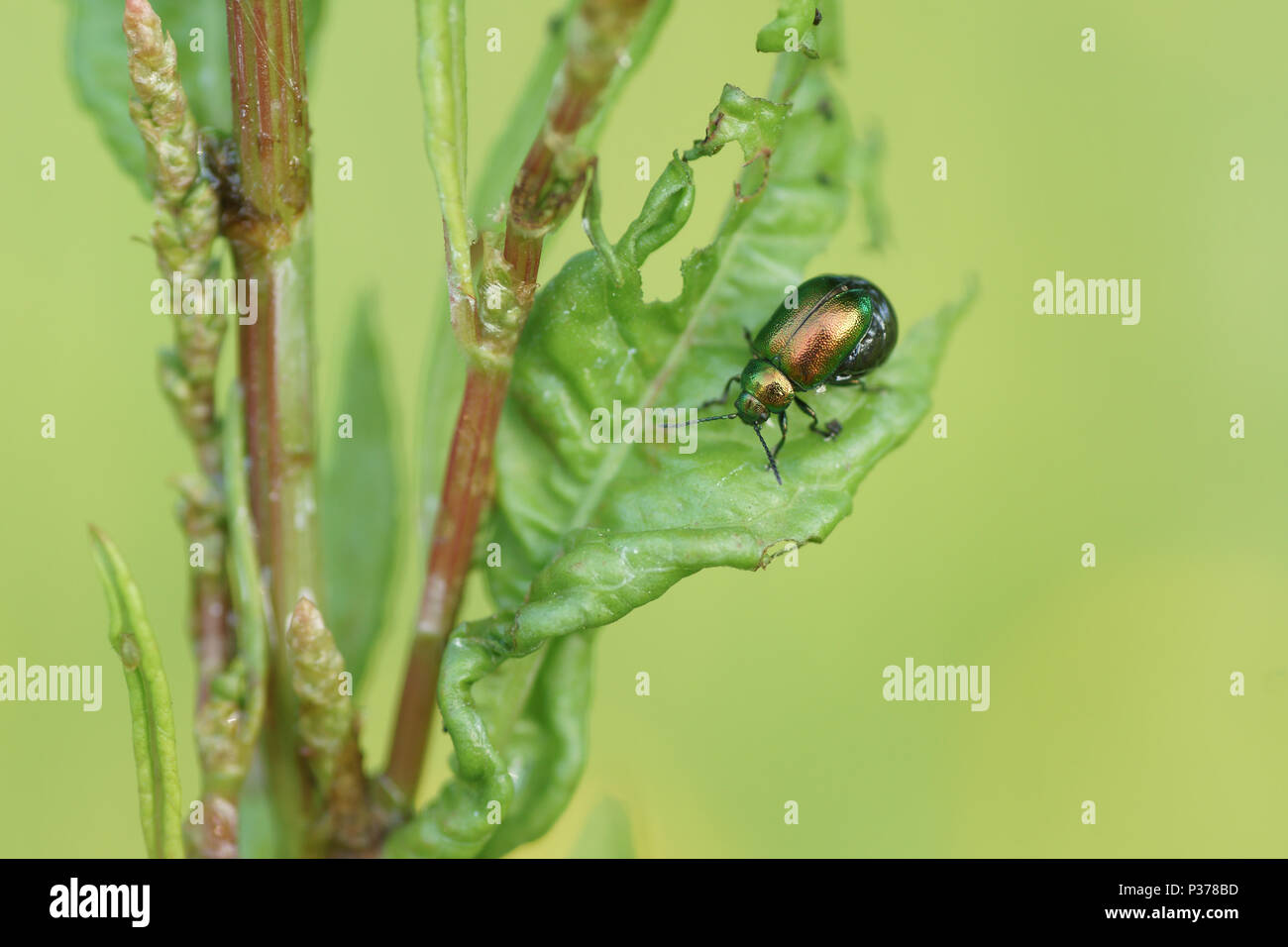 Verde Scarabeo Dock Foto Stock