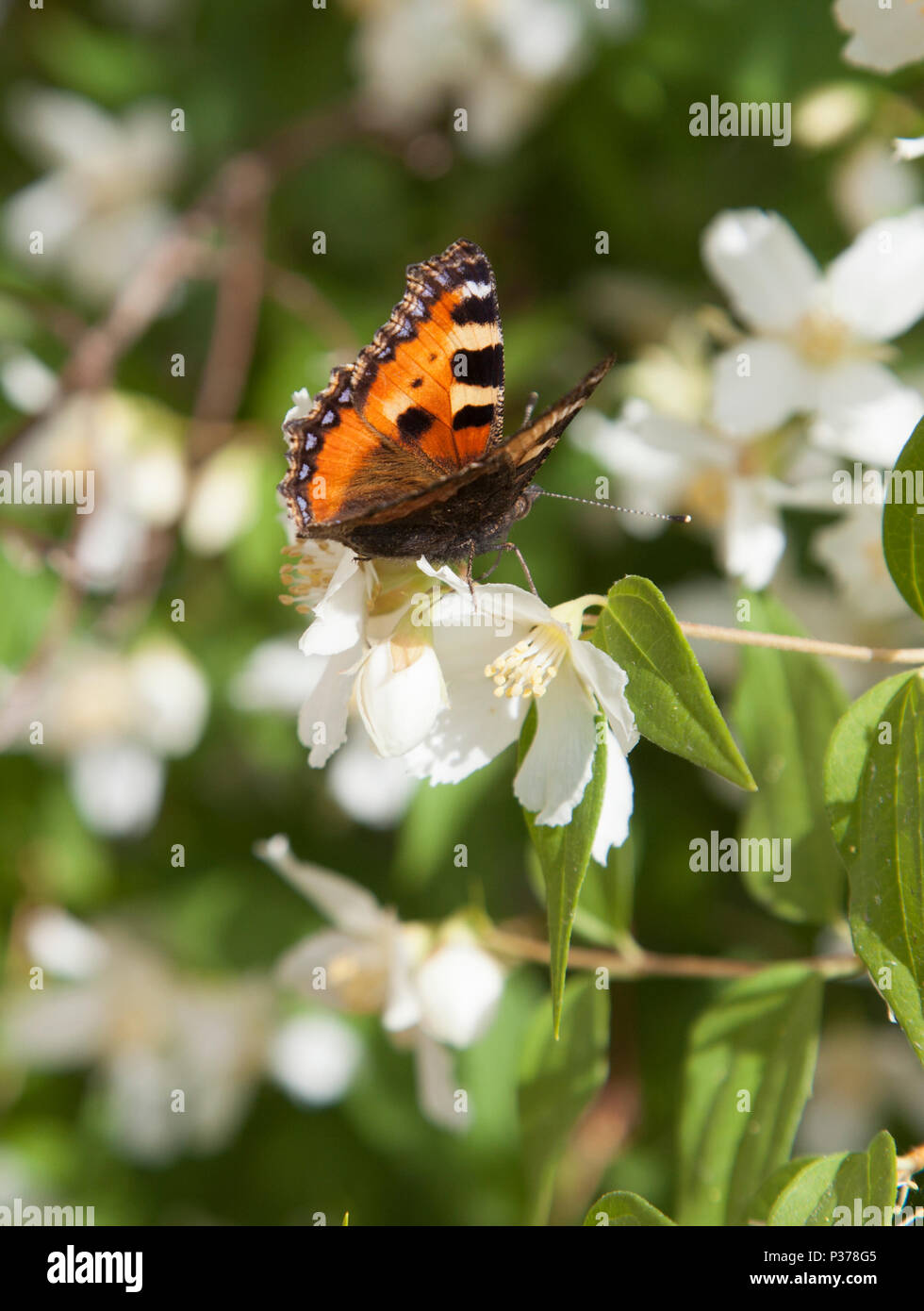 Piccola tartaruga ,Aglais urticae 2018 Foto Stock