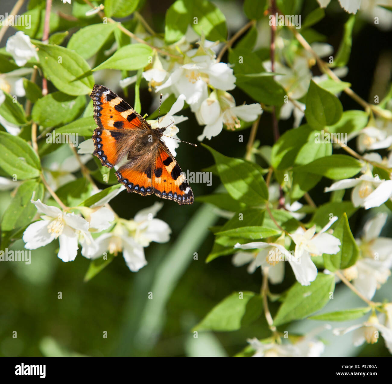 Piccola tartaruga ,Aglais urticae 2018 Foto Stock
