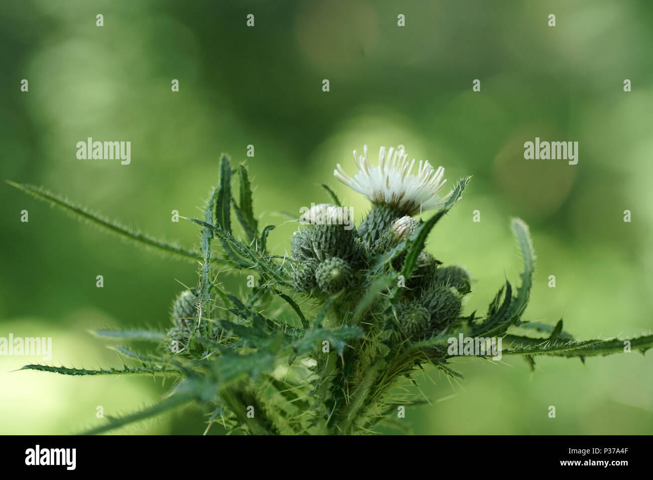 Cirsium palustre - modulo bianco (Marsh Thistle) Foto Stock