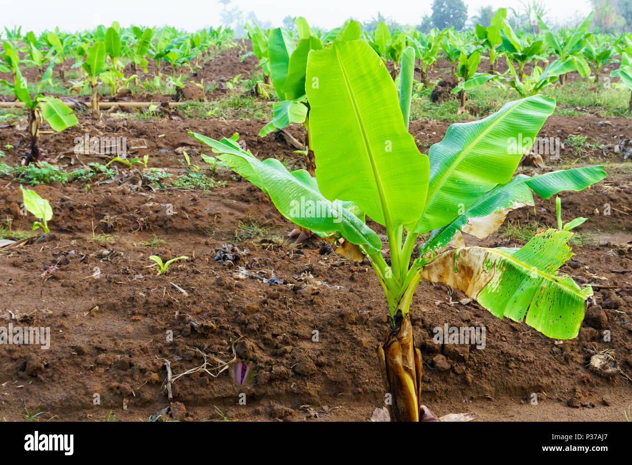 Piantagione di banane. Fattoria di banana. Giovani piante di banana in fattoria rurale nella mattina. Foto Stock