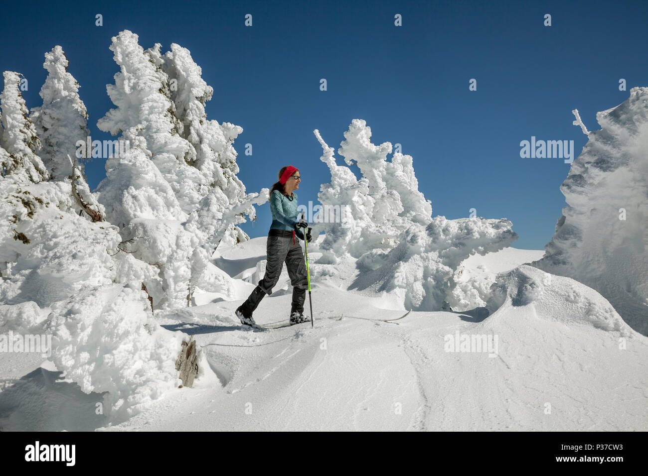 O02511-00...OREGON - Vicky lo sci primaverile passato neve alberi intonacata al di sotto della sentinella lungo il Rim Drive nel Parco nazionale di Crater Lake. (MR# S1) Foto Stock