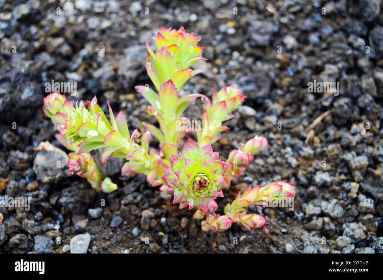 Rhodiola rosea, Islanda Foto Stock
