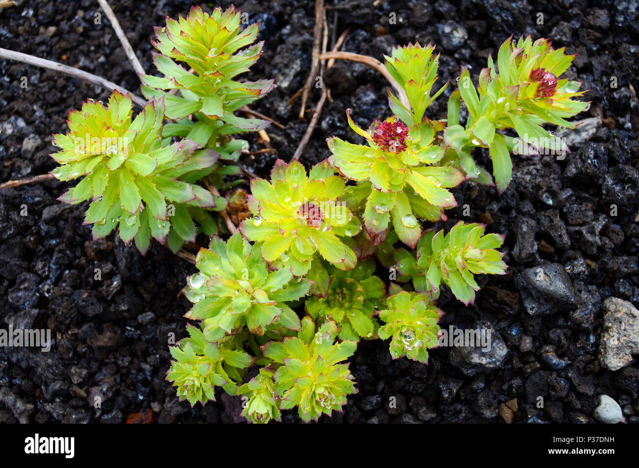 Rhodiola rosea, Islanda Foto Stock