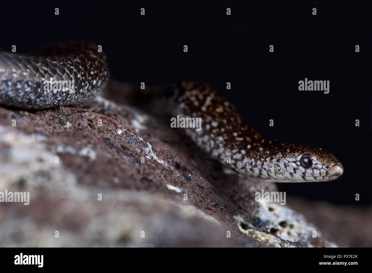 Il variegato Slug-eater (Duberria variegata) è un lento movimento slug Serpente Mangiare delle specie che si trovano in Africa australe. Foto Stock