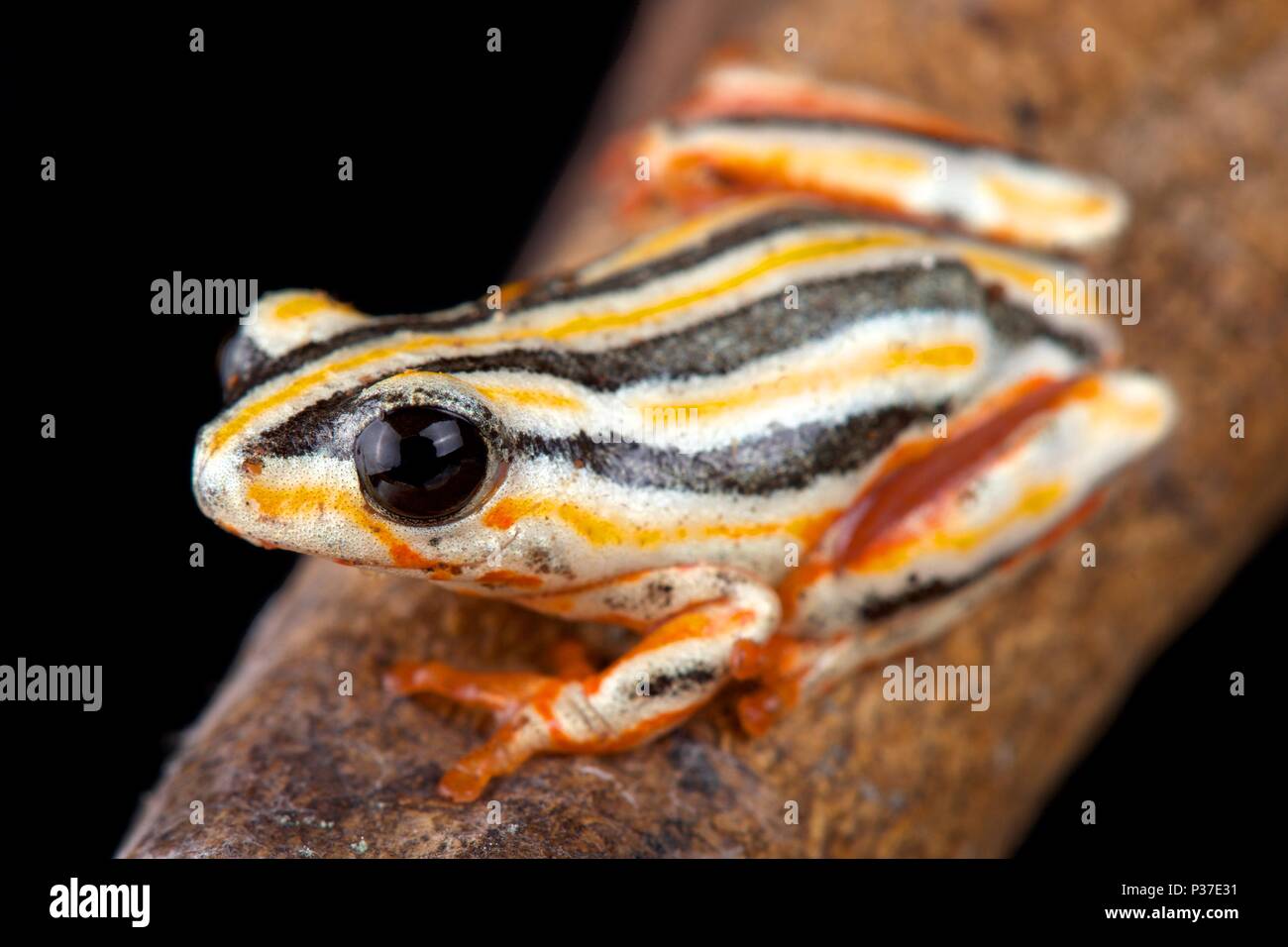 Il dipinto di rana reed, Hyperolius marmoratus taeniatus, è una spettacolare rana reed delle specie che si trovano in Africa australe. Foto Stock