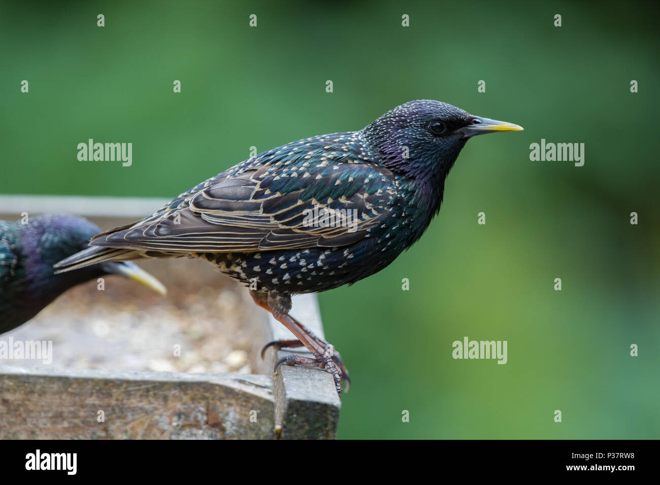 Starling. Lo Sturnus vulgaris, singolo adulto sulla tabella degli uccelli. Isole britanniche. Foto Stock