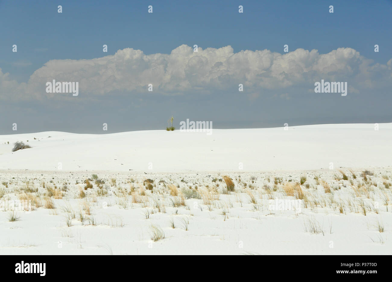 Bianche dune di sabbia con una solitaria pianta di yucca sul crinale nel sud del New Mexico Foto Stock