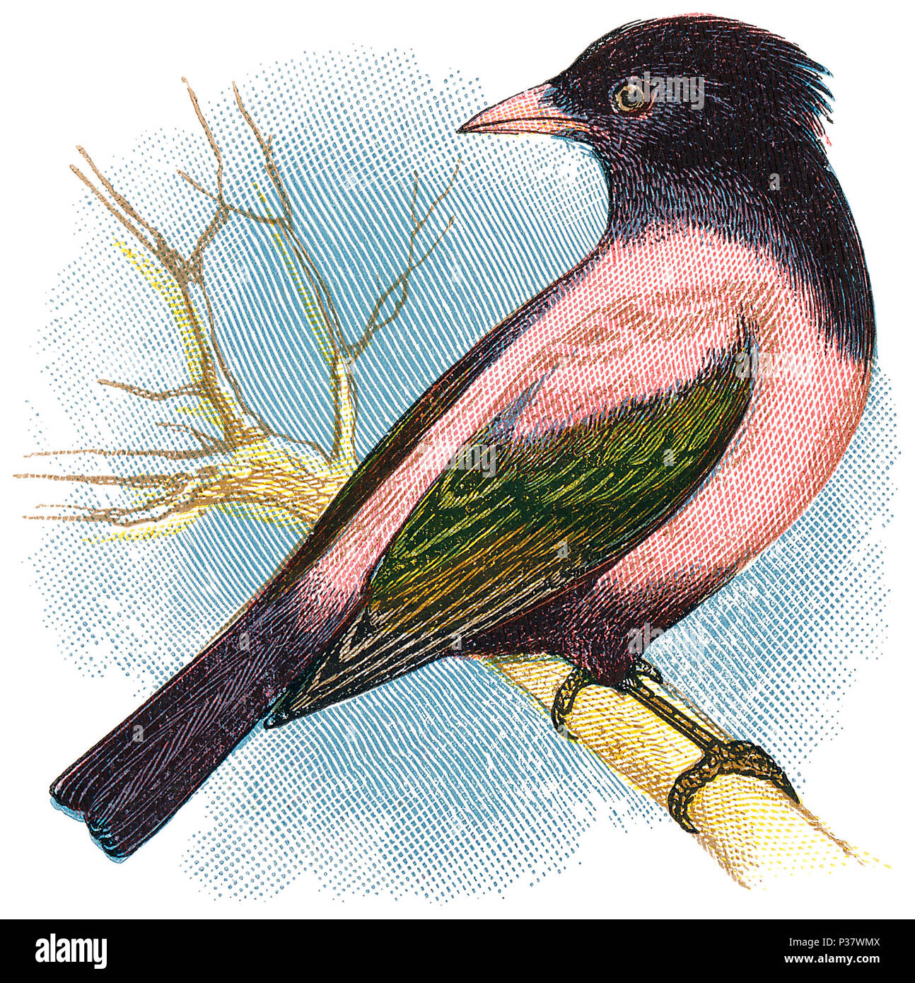 1898 colore incisione di rosy starling o rosati starling (pastor roseus). Foto Stock