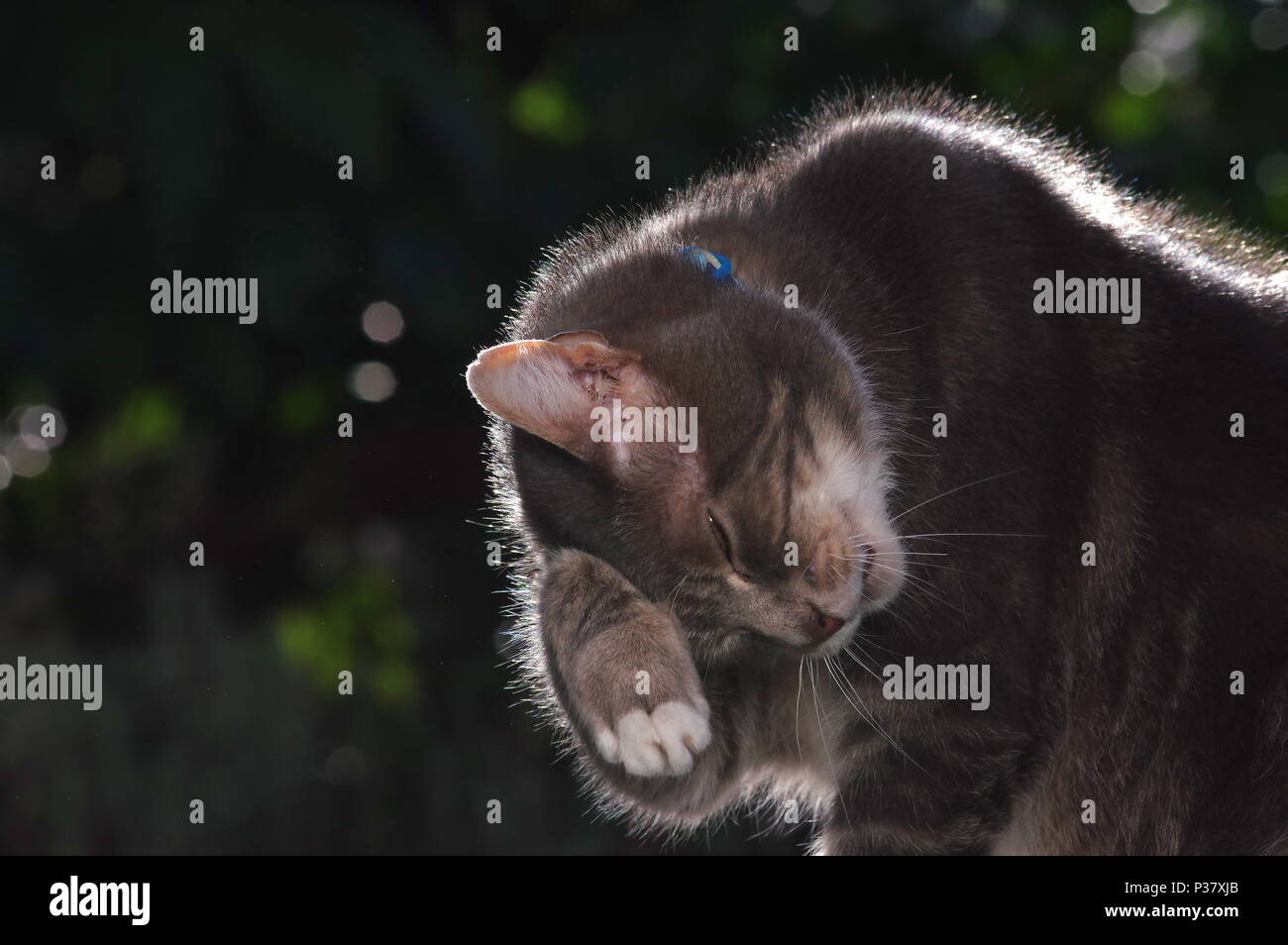 Backlit tabby cat Foto Stock