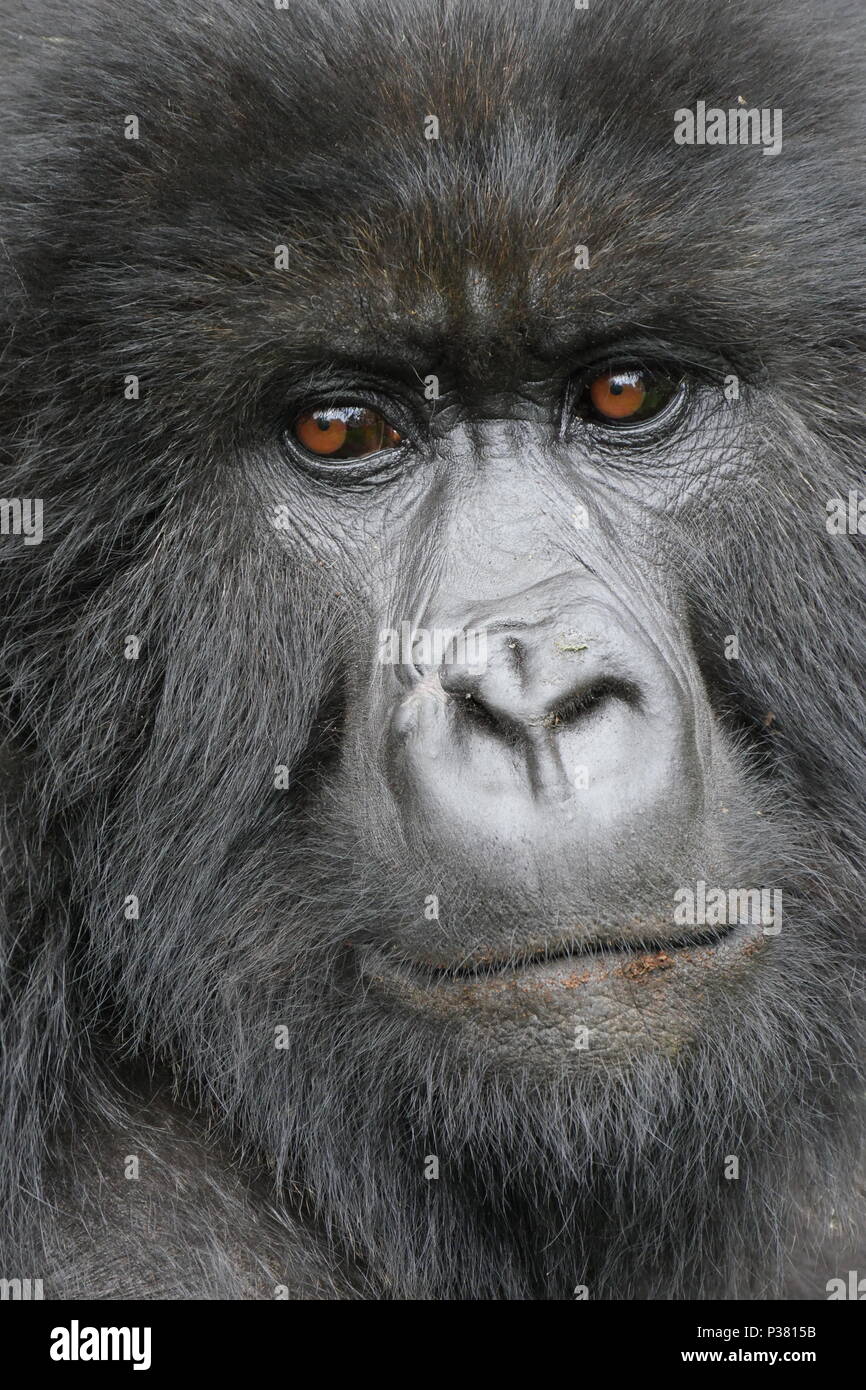 Close up ritratto di una femmina di gorilla di montagna a breve distanza. Il gorilla di montagna (Gorilla beringei beringei). Foto Stock