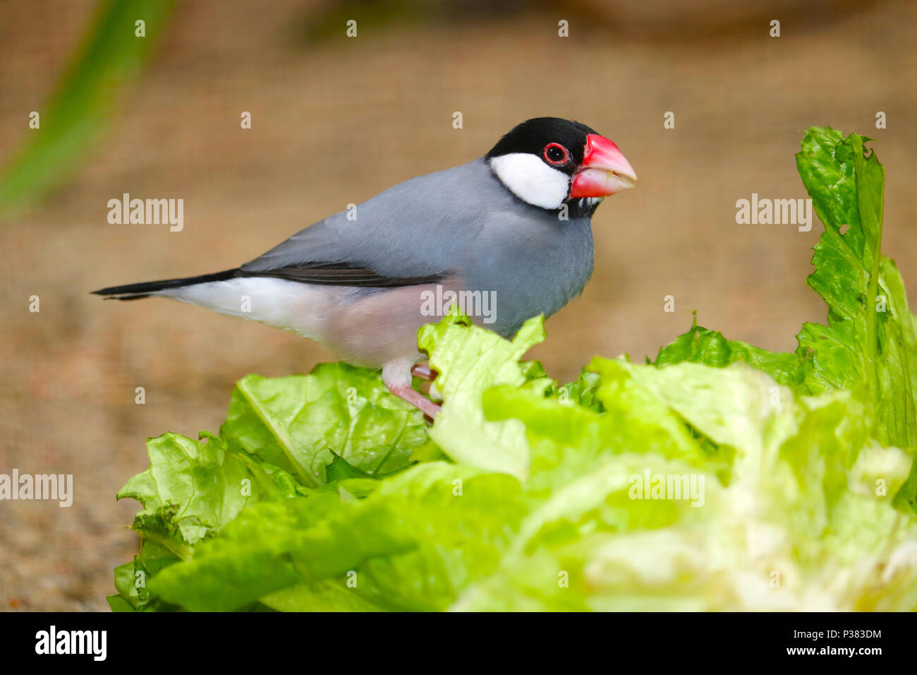 Java sparrow (padda oryzivora) seduto su una insalata verde e mangiarlo Foto Stock