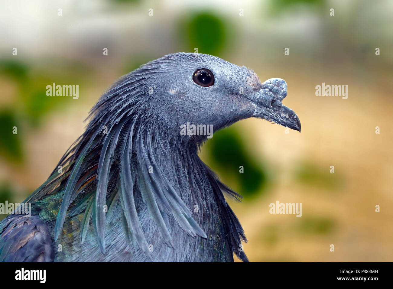 Testa di un verde metallizzato nicobare piccione (caloenas nicobarica) in vista di profilo Foto Stock