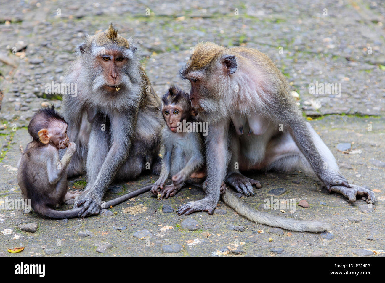 Due le mamme con bambini di Long-tailed o Macachi mangiatori di granchi, piena lunghezza. Mandala Suci Wenara Wana o Monkey Forest Ubud, Bali, Indonesia Foto Stock